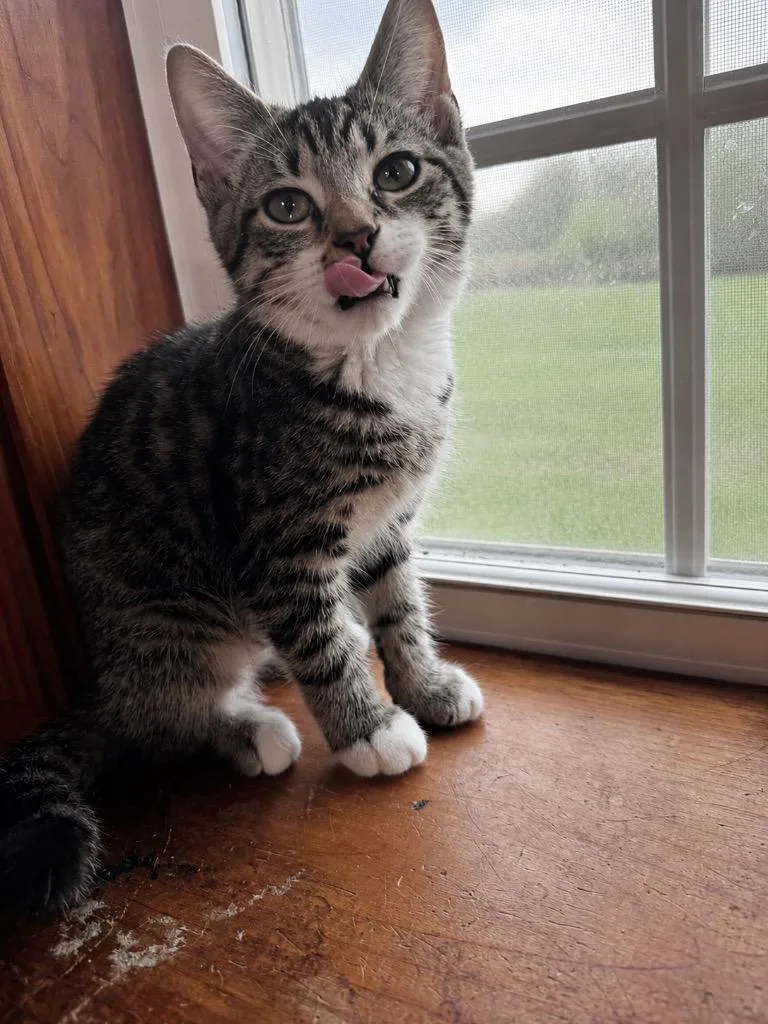 A baby small-sized female Domestic Short Hair cat named Dew for adoption in Gorham, ME