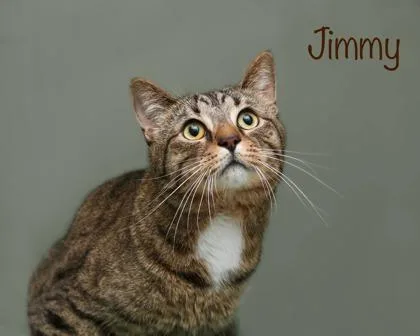 Jimmy thumbnail 2
