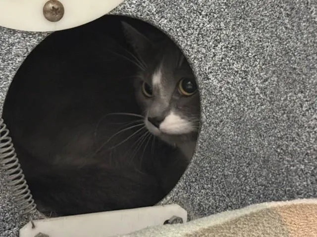 A young medium-sized female Domestic Short Hair cat named Luna for adoption in Garland, TX