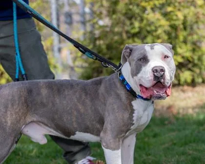An adult large-sized male Pit Bull Terrier dog named Bruno for adoption in Hamilton, NJ