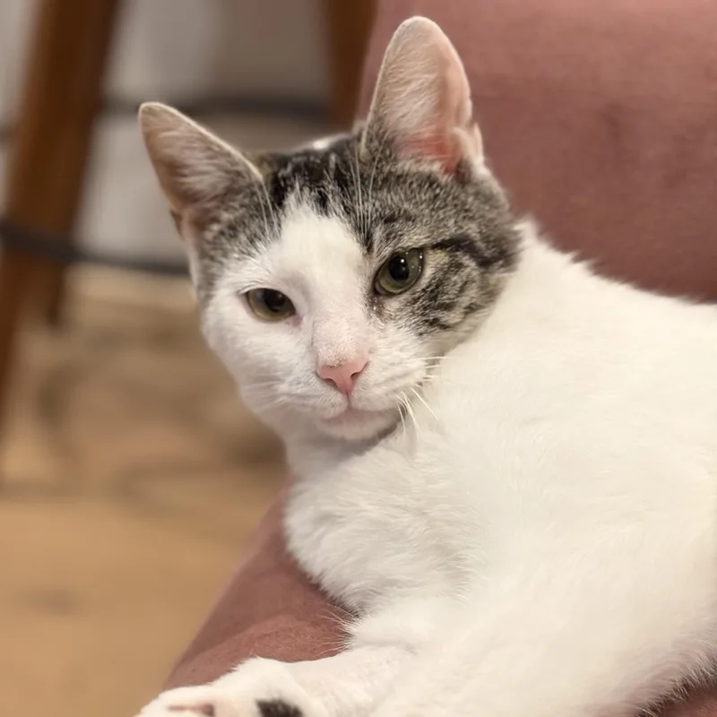 A baby medium-sized female Tabby (Gray / Blue / Silver) Domestic Short Hair cat named Georgia for adoption in Hyattsville, MD