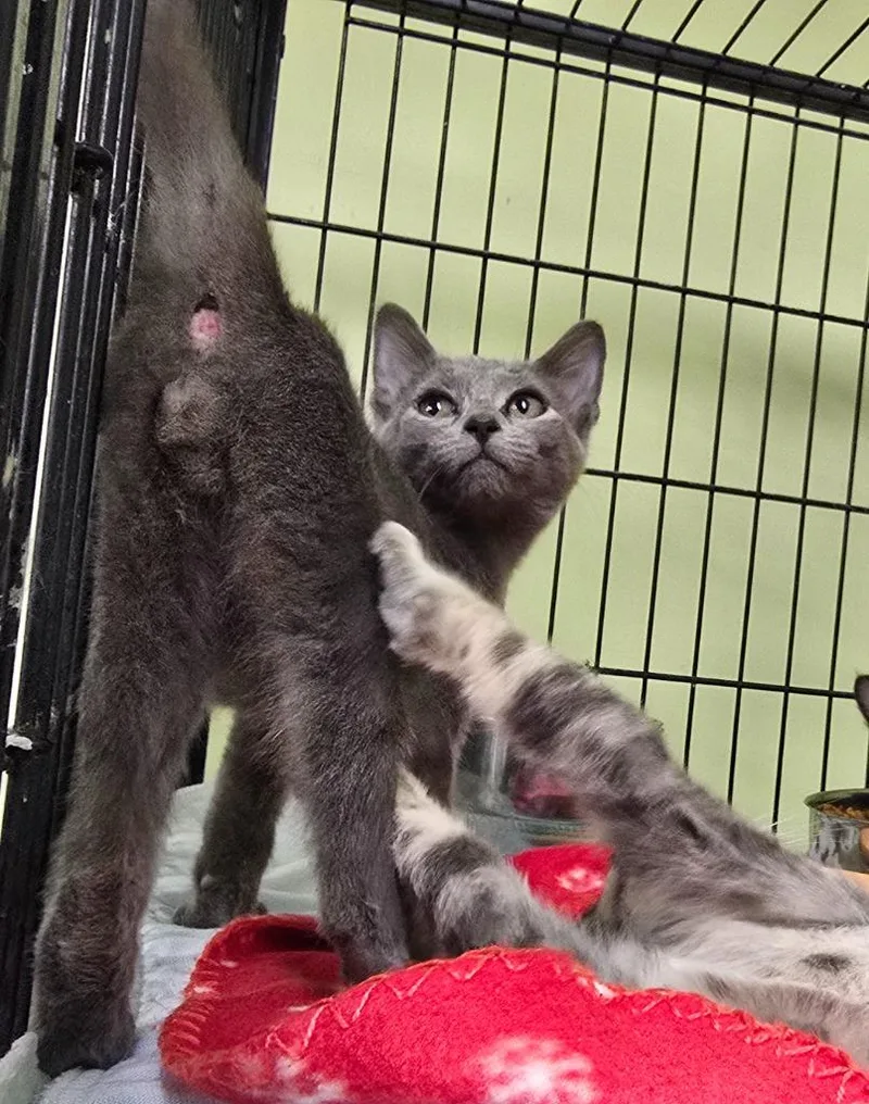 A baby small-sized male Domestic Short Hair cat named Babe The Blue Ox for adoption in Auburn, IN