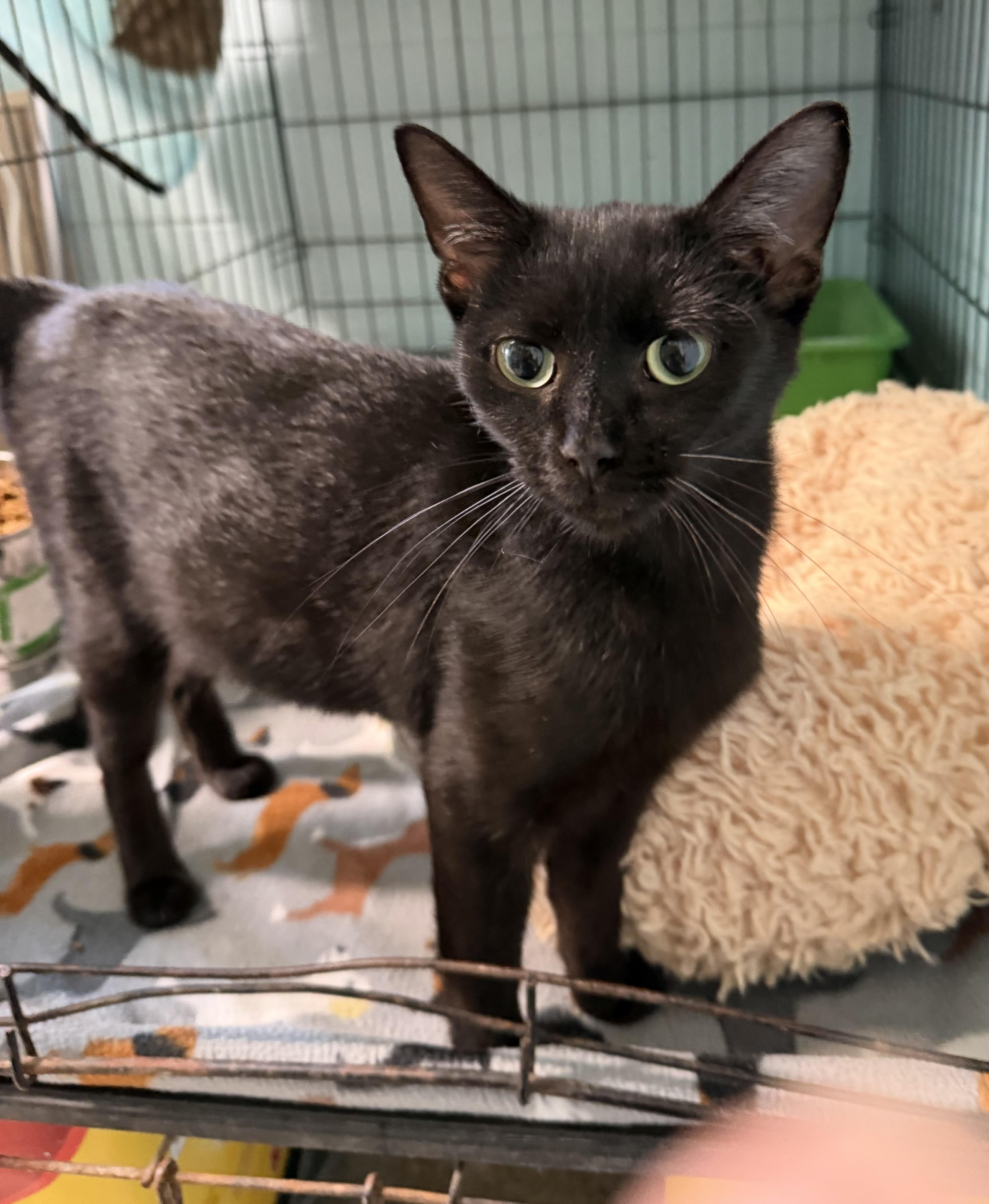 A baby medium-sized male Domestic Short Hair cat named Hunter for adoption in Warren, OH
