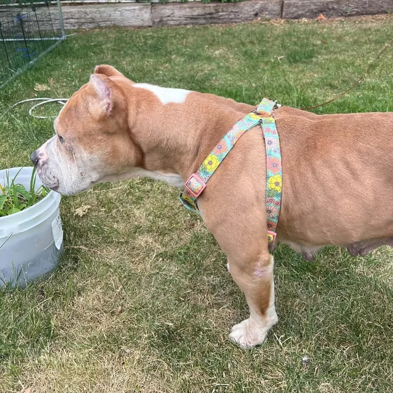 Bambie
