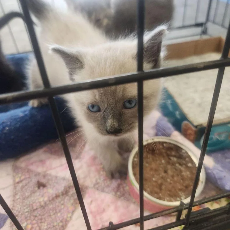 A young medium-sized female Domestic Short Hair cat named Cobbler for adoption in Kingman, AZ