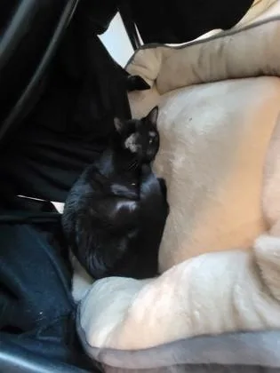 An adult small-sized female Domestic Short Hair cat named Luna for adoption in Roseville, CA