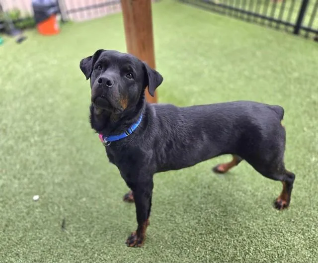 An adult large-sized female Rottweiler dog named Rosie for adoption in Saint Louis, MO