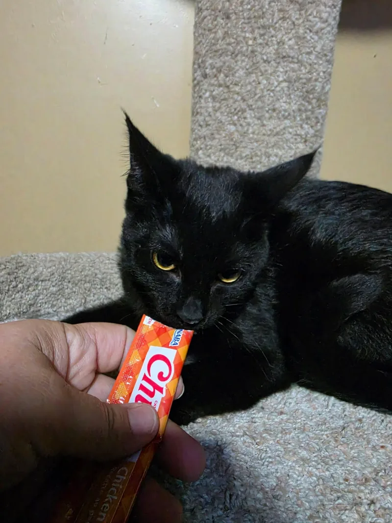 A baby medium-sized female Black Domestic Short Hair cat named Lotus for adoption in Overland Park, KS