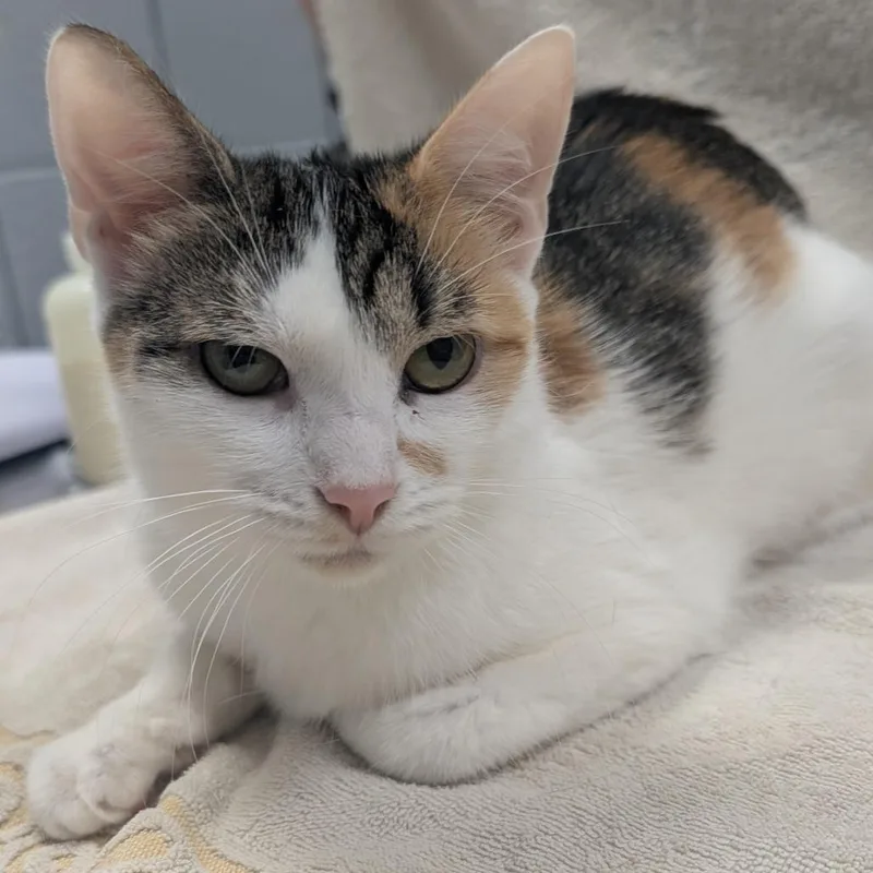 An adult medium-sized female Calico Domestic Short Hair cat named Momma Mohawk for adoption in West Olive, MI