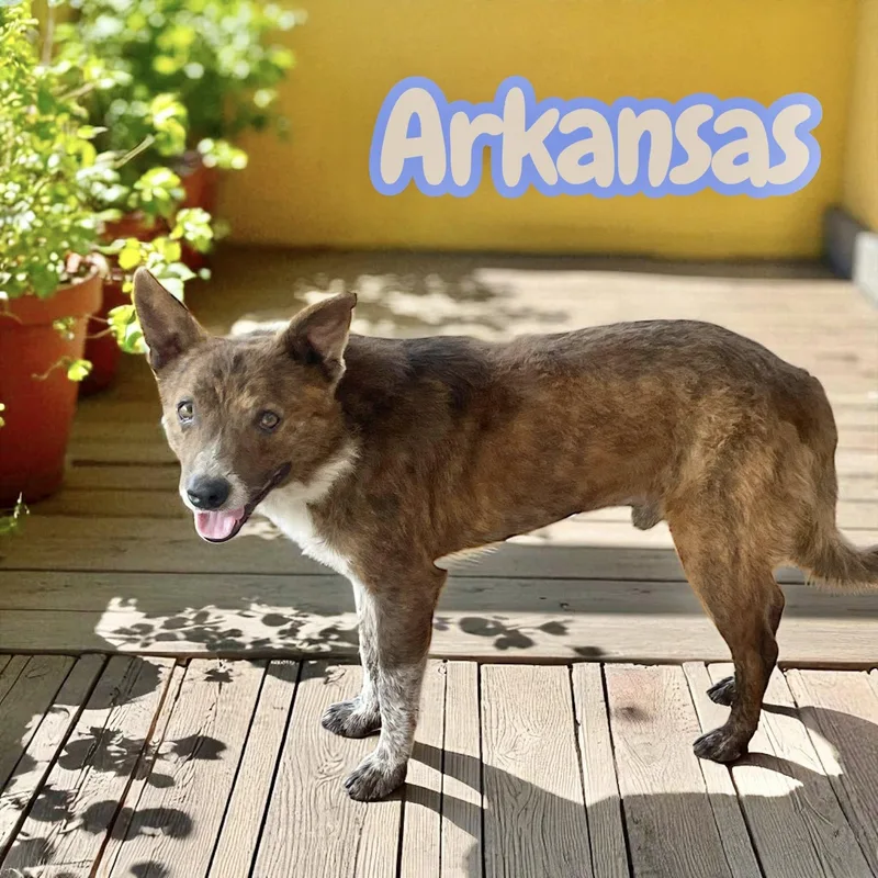 Arkansas thumbnail 2