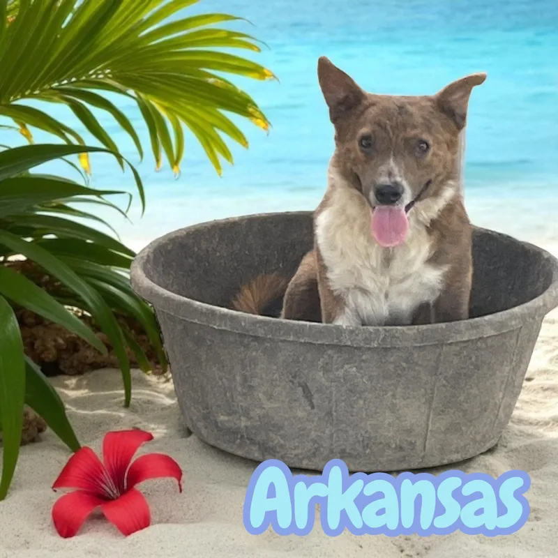 Arkansas thumbnail 3