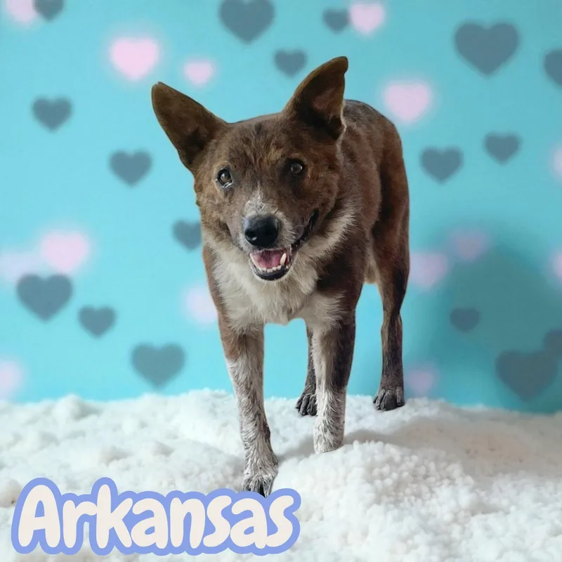 Arkansas thumbnail 4