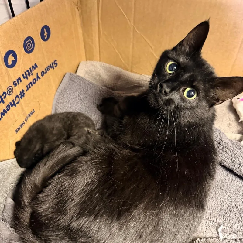 An adult medium-sized female Black Domestic Short Hair cat named Dakota for adoption in Philadelphia, PA