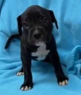 A young large-sized male Pit Bull Terrier dog named Wink for adoption in Kansas City, MO