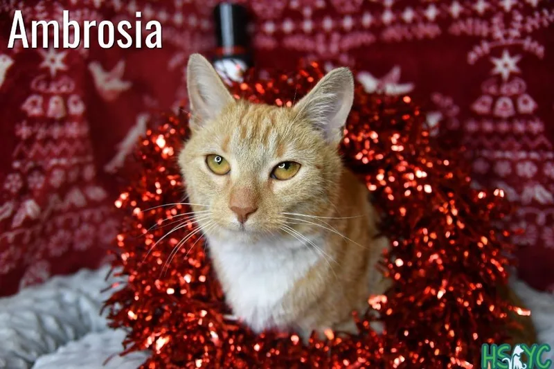 A young medium-sized female Domestic Short Hair cat named Ambrosia for adoption in Fort Mill, SC