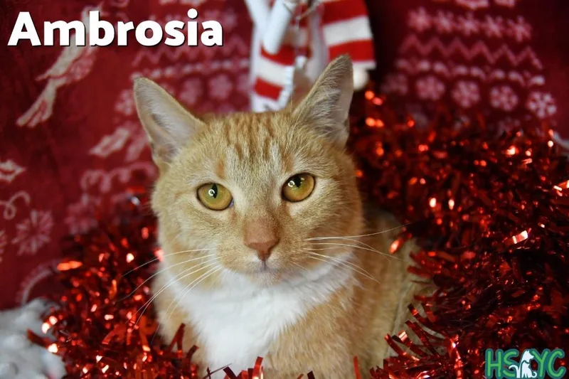 Ambrosia thumbnail 2