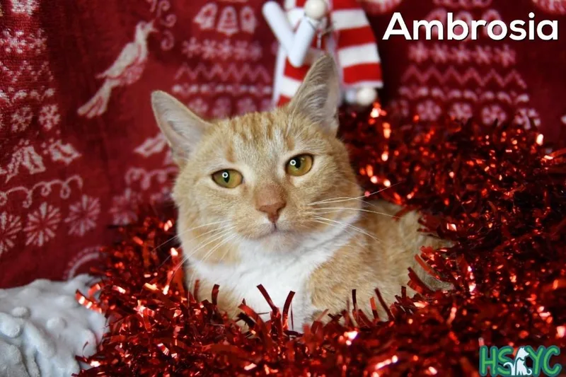 Ambrosia thumbnail 3