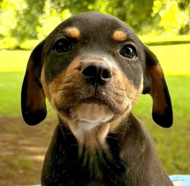 Jimbo thumbnail 2