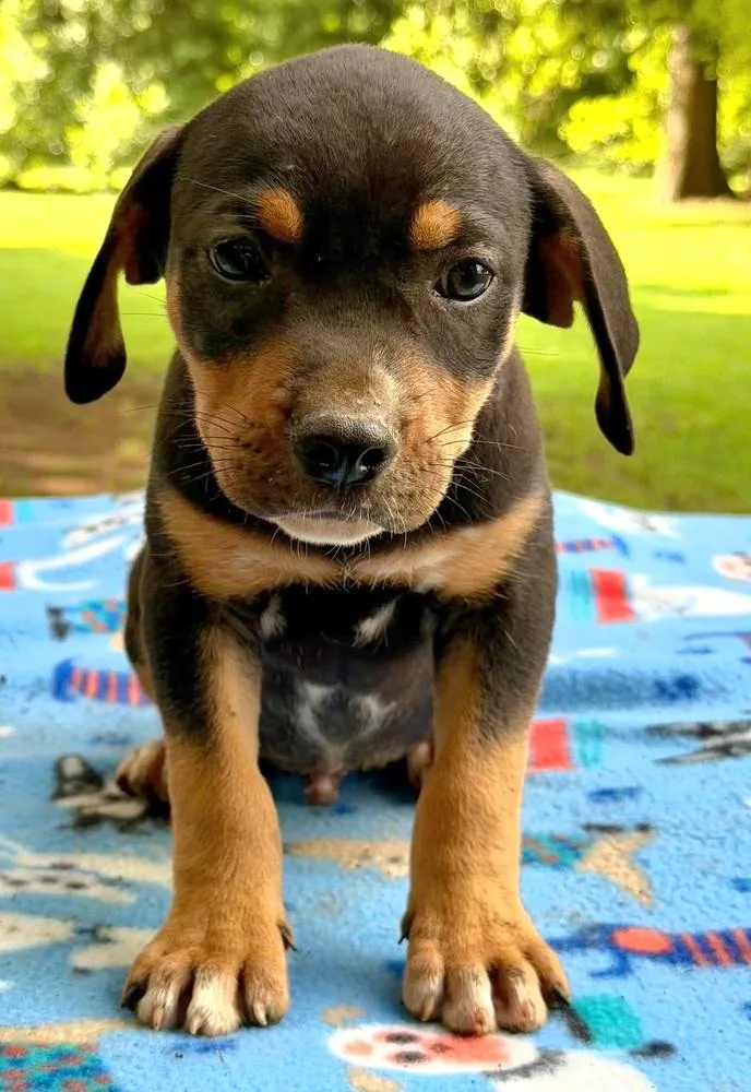 Jimbo thumbnail 4