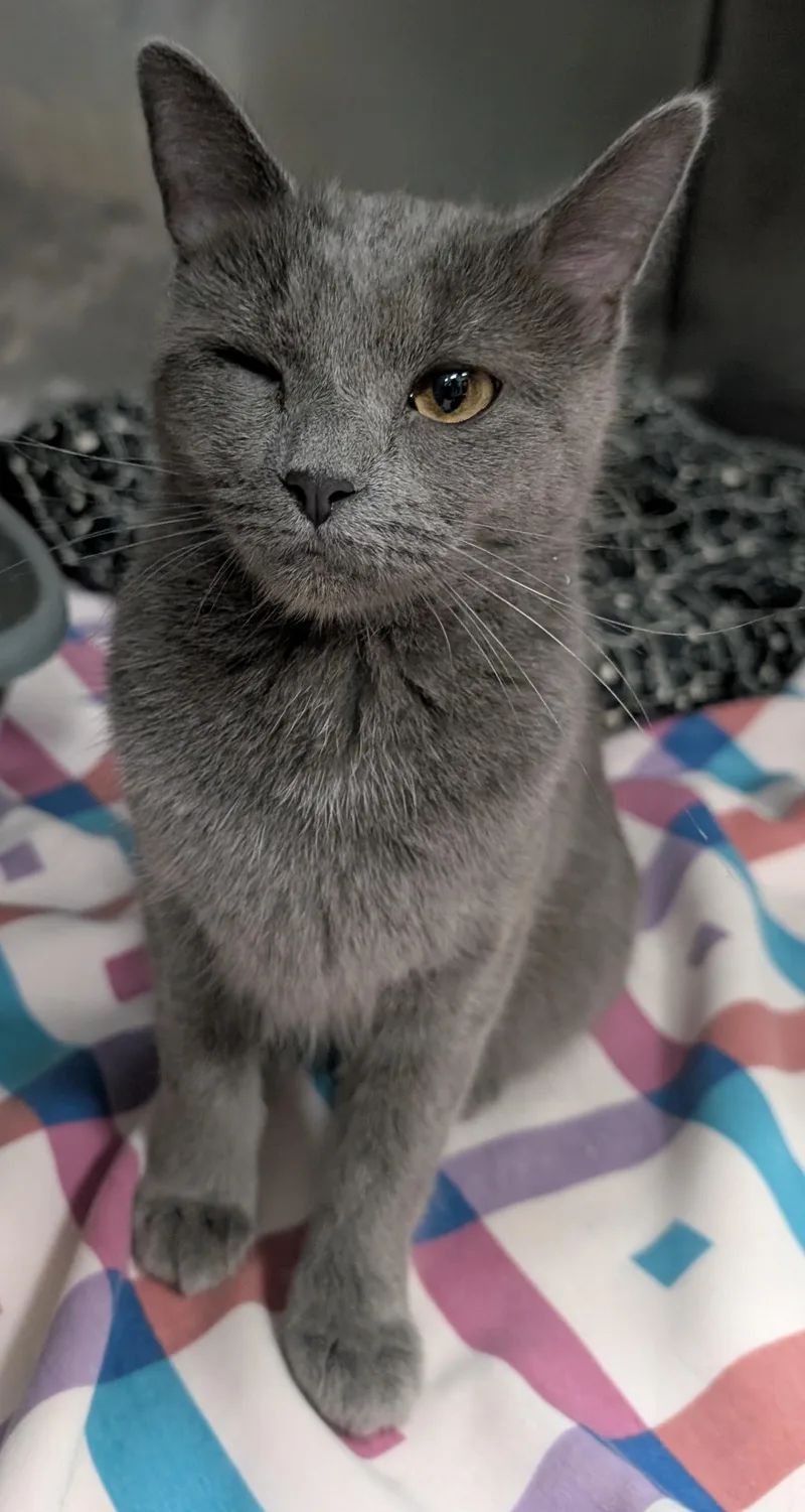 An adult medium-sized female Gray / Blue / Silver Domestic Short Hair cat named Smokey for adoption in New Ulm, MN
