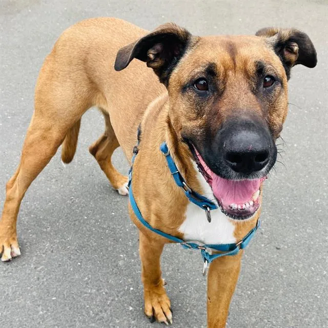 A young medium-sized female Black Mouth Cur dog named Moira for adoption in Alameda, CA