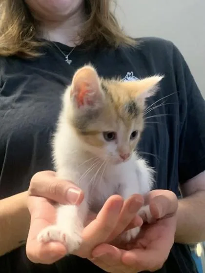 A baby small-sized female Domestic Short Hair cat named Stevie for adoption in Pequot Lakes, MN