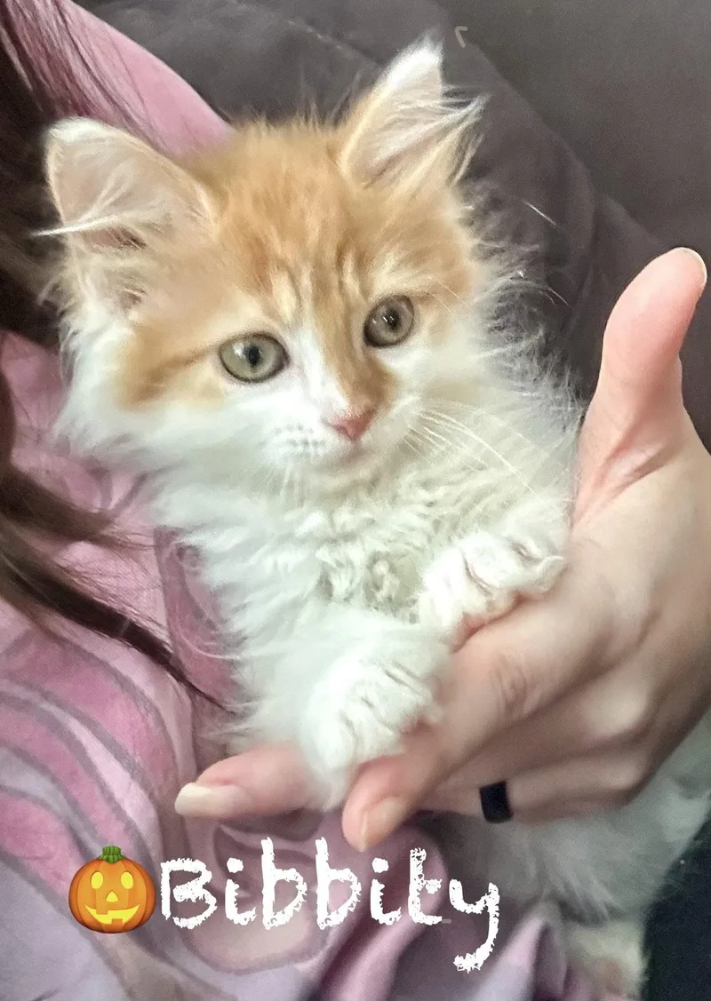 A baby medium-sized male Orange & White Domestic Long Hair cat named Bibbity for adoption in Reston, VA