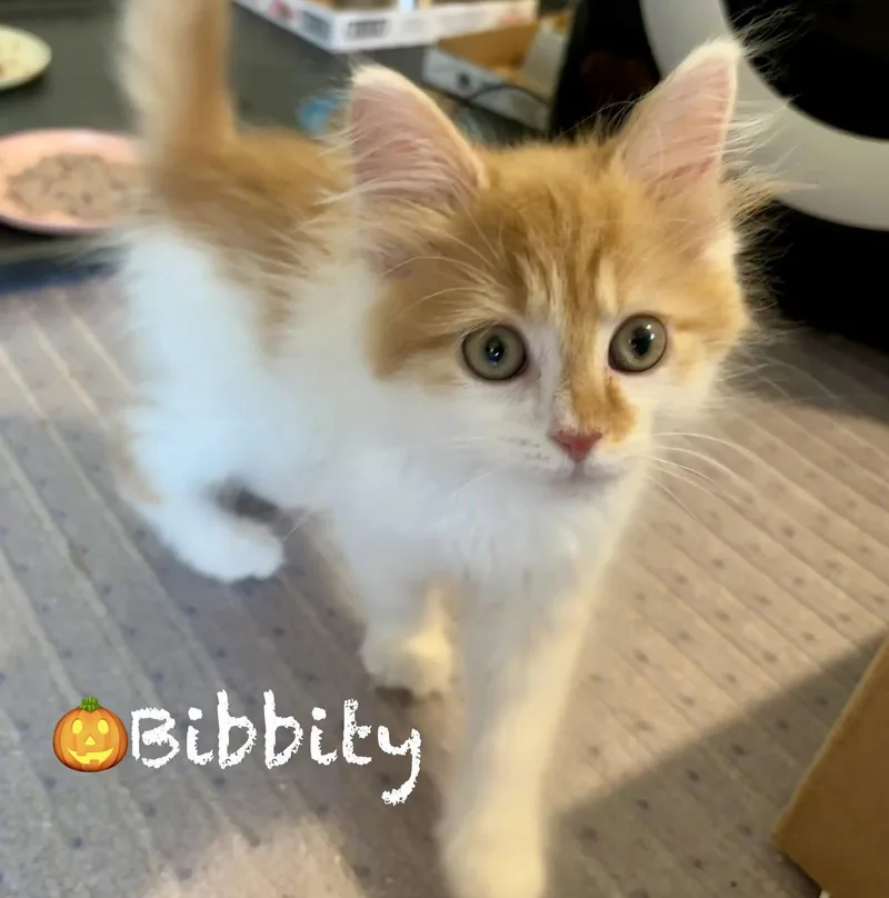 Bibbity thumbnail 2