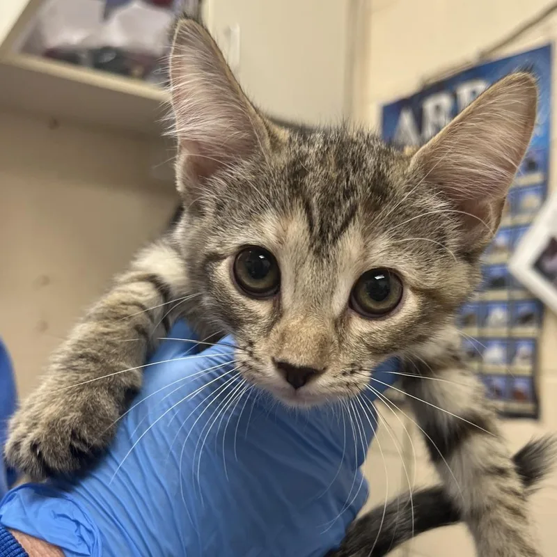 A baby small-sized female Black Domestic Short Hair cat named Sprout for adoption in Springfield, MA