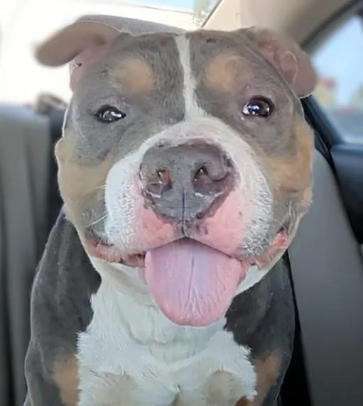 An adult large-sized male Pit Bull Terrier dog named Theo for adoption in Scottsdale, AZ