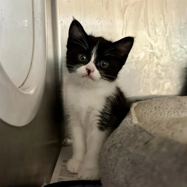 A baby small-sized male Domestic Short Hair cat named Jake for adoption in Riverside, CA