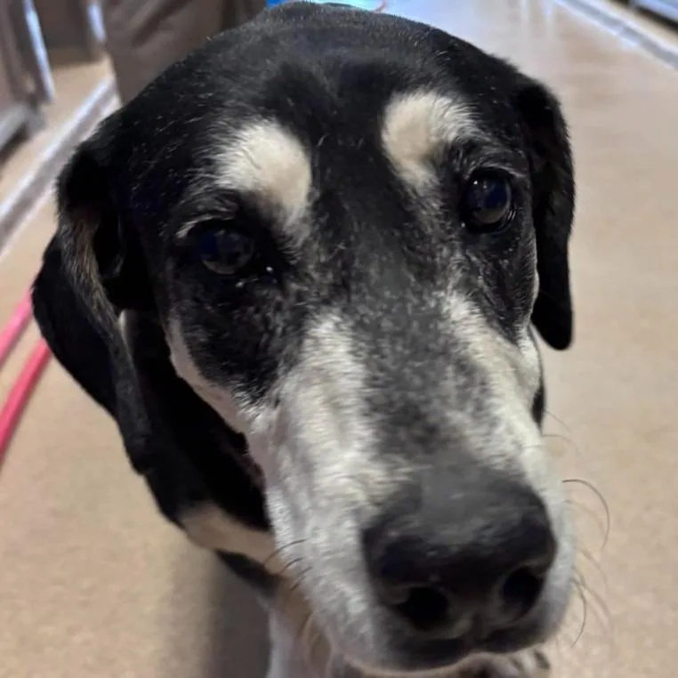 A senior medium-sized male Basset Hound dog named Georgie for adoption in Brenham, TX