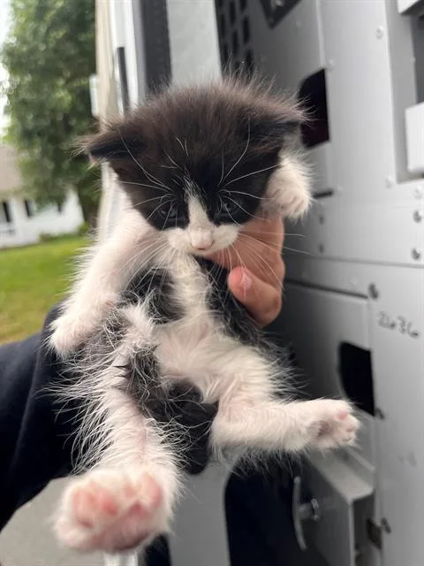 A baby small-sized female Domestic Short Hair cat named Cookie for adoption in Charlotte, NC