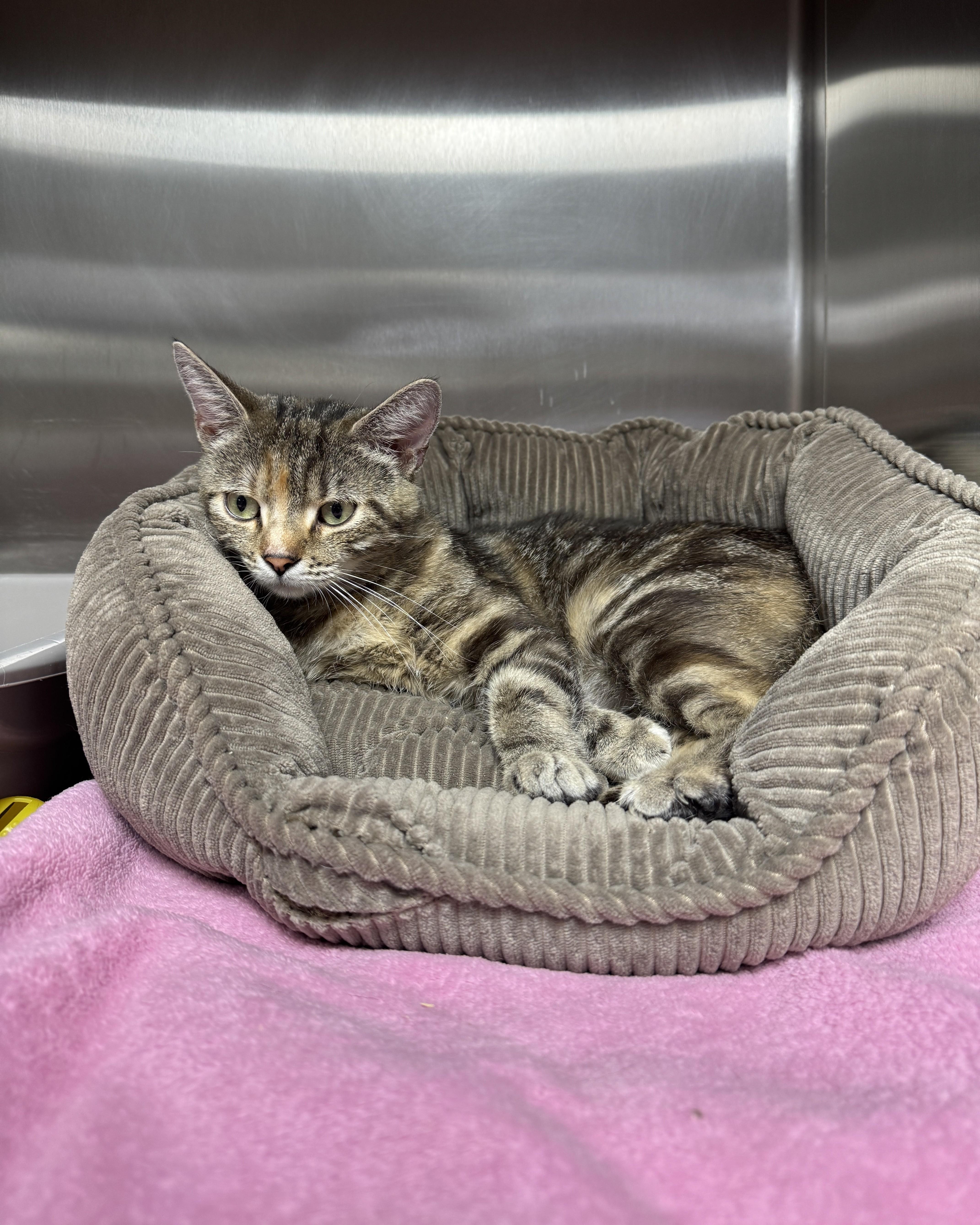 An adult medium-sized female Tabby (Brown / Chocolate) Domestic Short Hair cat named Tania for adoption in Seneca, PA