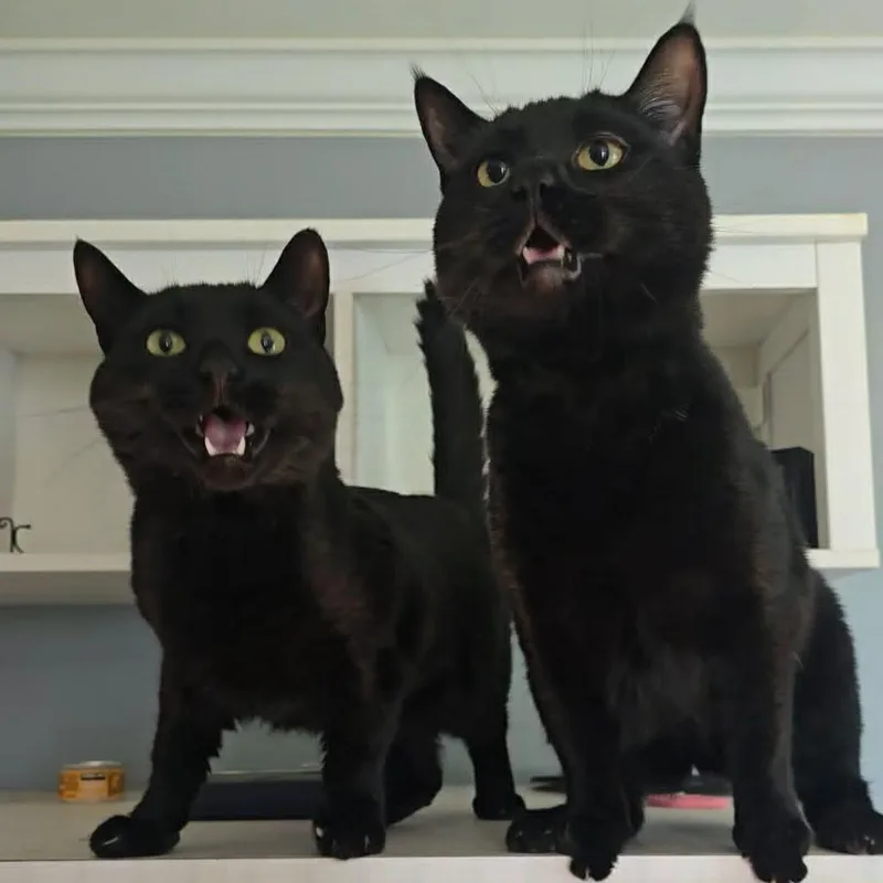 A young large-sized male Black Domestic Short Hair cat named LiMu Emu for adoption in Jarrettsville, MD