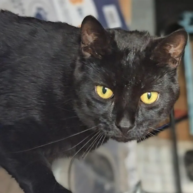 LiMu Emu thumbnail 5