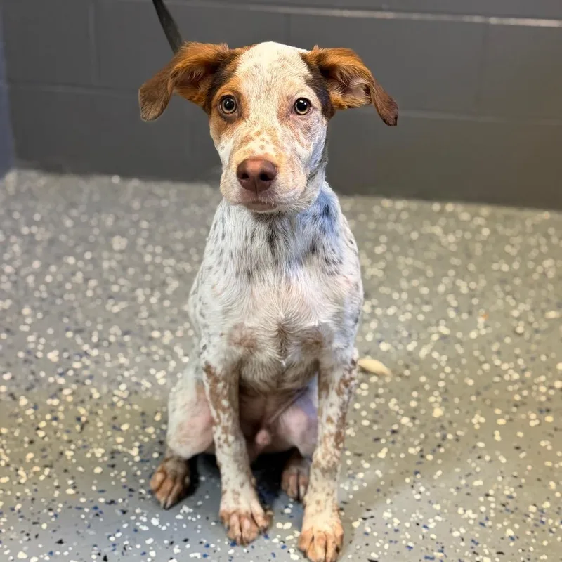 A baby medium-sized male White / Cream German Shorthaired Pointer dog named Tuscstray for adoption in Tuscaloosa, AL