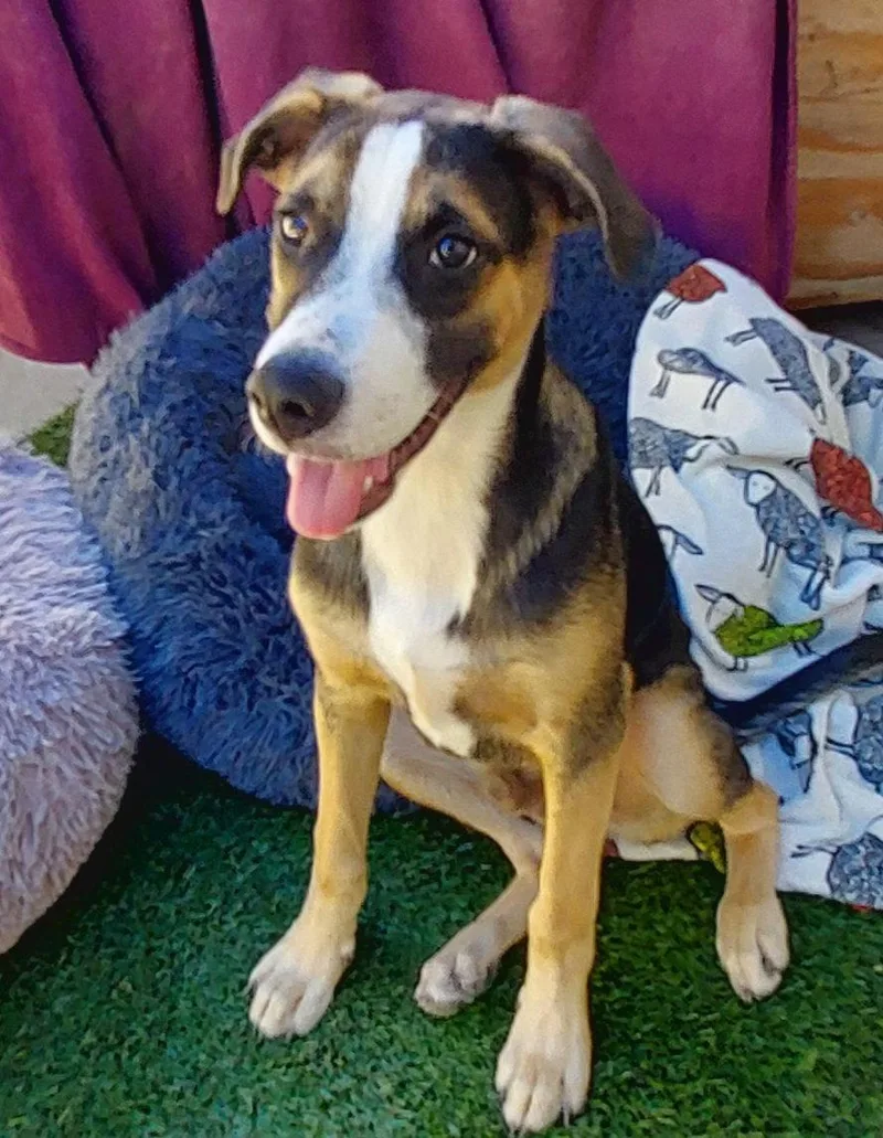 A young medium-sized male Border Collie dog named Archie for adoption in Mentone, CA