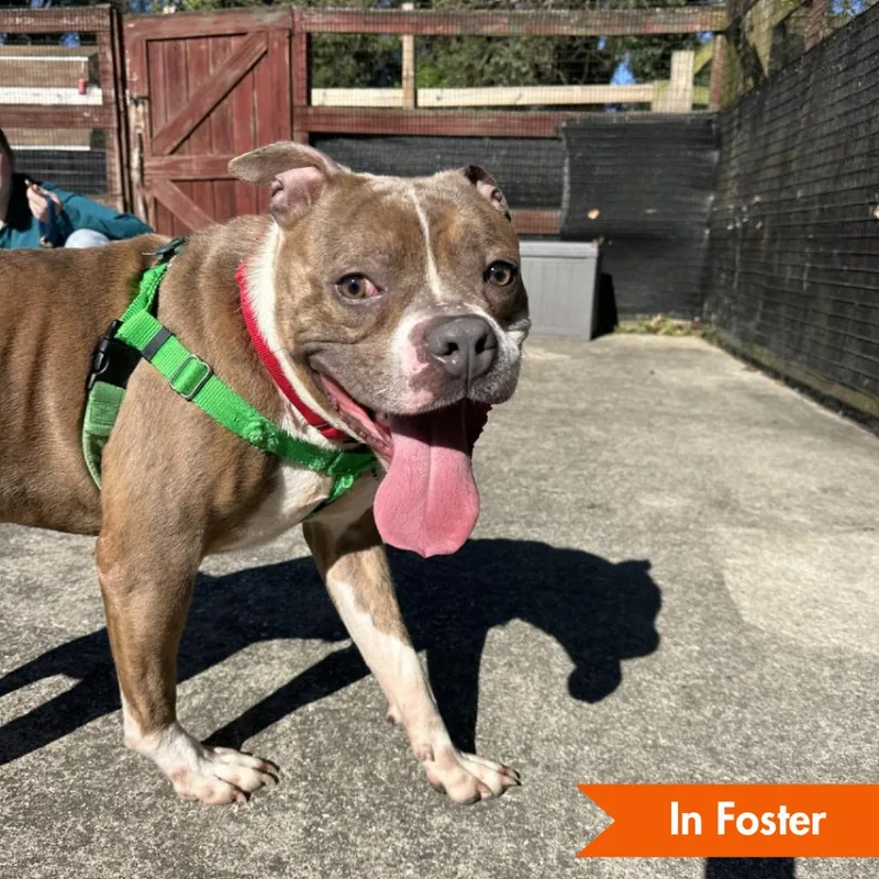 An adult large-sized male Gray / Blue / Silver Pit Bull Terrier dog named President for adoption in Baltimore, MD