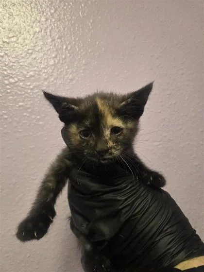 A baby small-sized female Black Domestic Short Hair cat named 61188656 for adoption in El Paso, TX