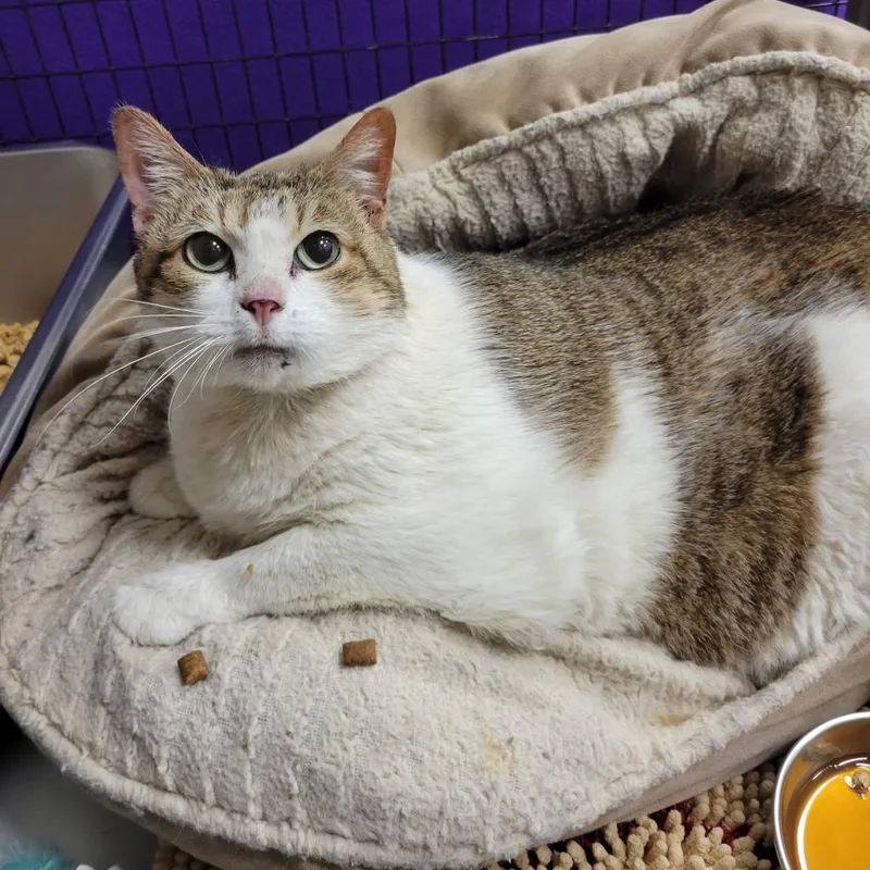 A senior large-sized female Domestic Short Hair cat named Yuki for adoption in Houston, TX
