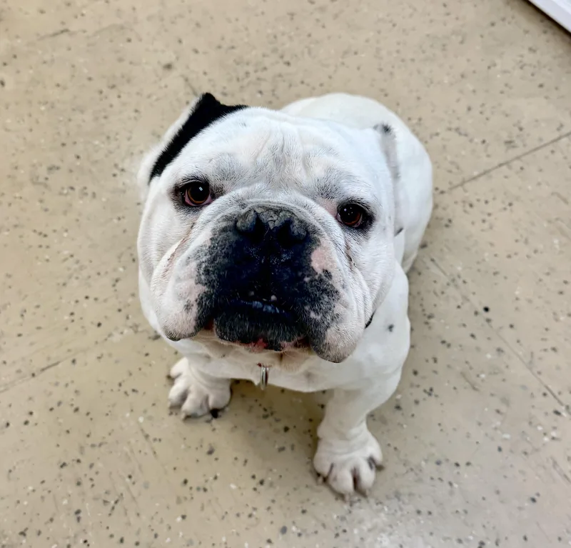 Mr Macho thumbnail 4