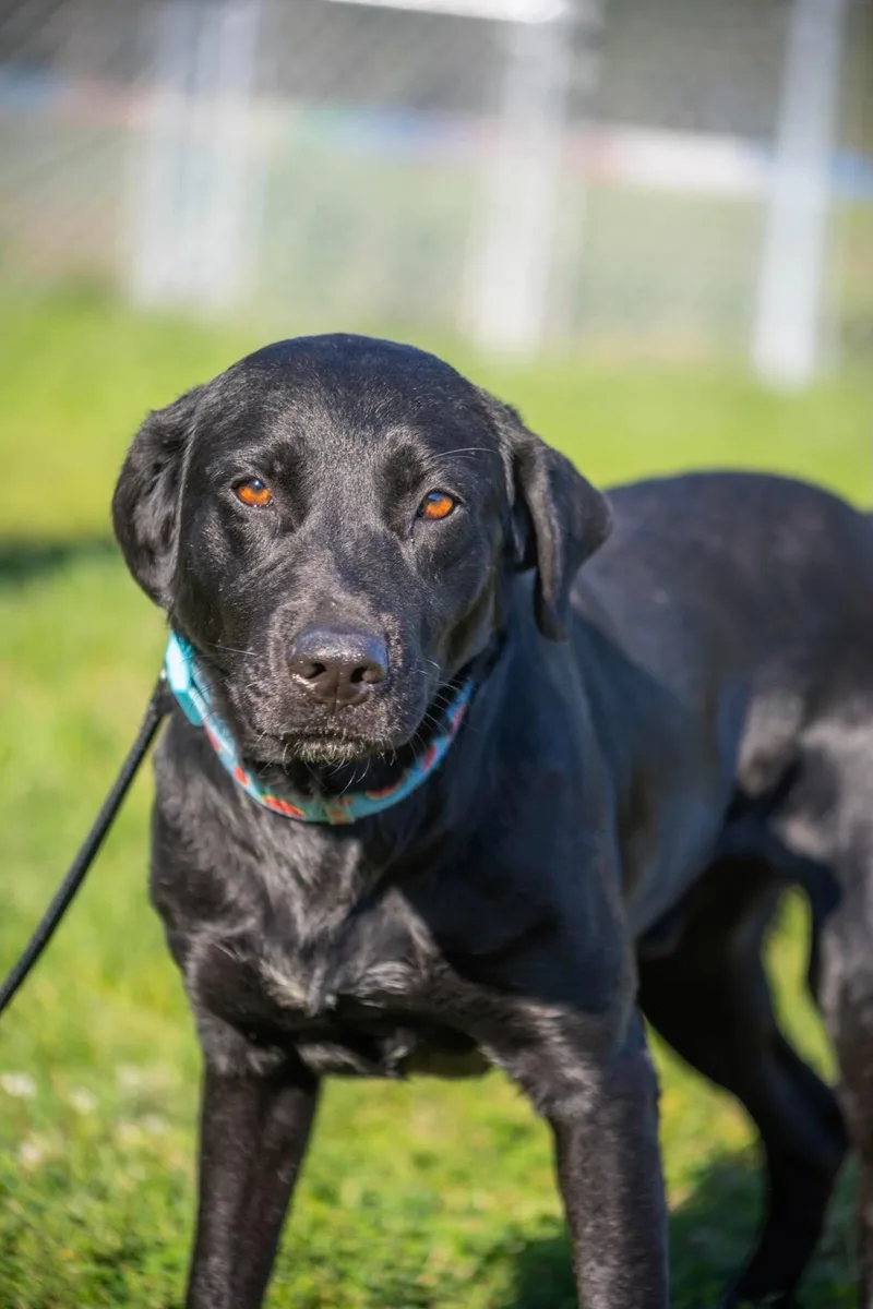 A young large-sized male Black Labrador Retriever dog named Jose for adoption in Valparaiso, IN