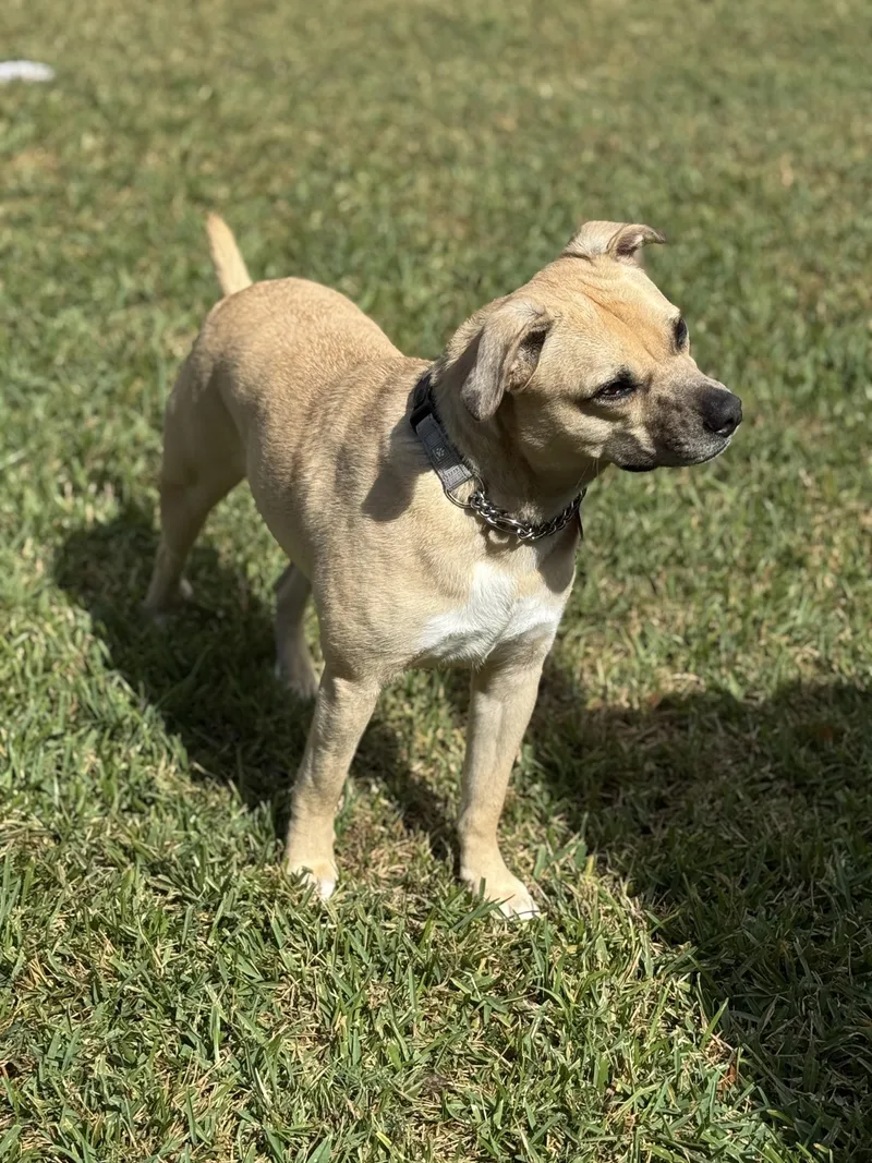 A young medium-sized female American Staffordshire Terrier dog named Tamera for adoption in Houston, TX