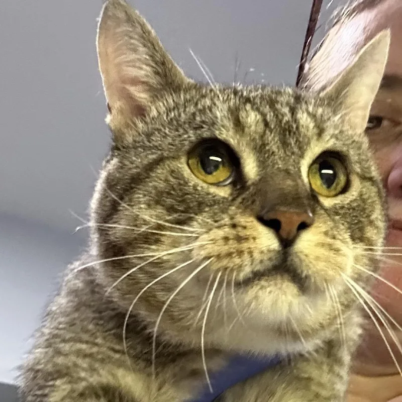 A senior medium-sized male Brown / Chocolate Domestic Short Hair cat named George for adoption in Oyster Bay, NY