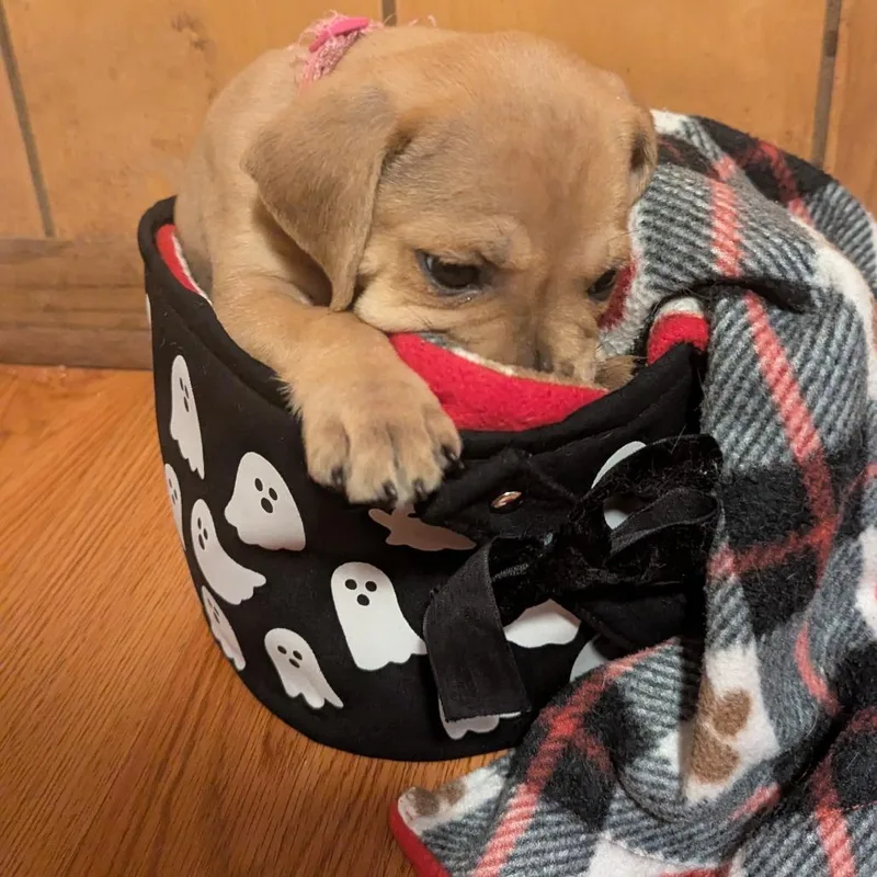 A baby small-sized male Brown / Chocolate Mixed Breed dog named Ghost for adoption in Buffalo, MN