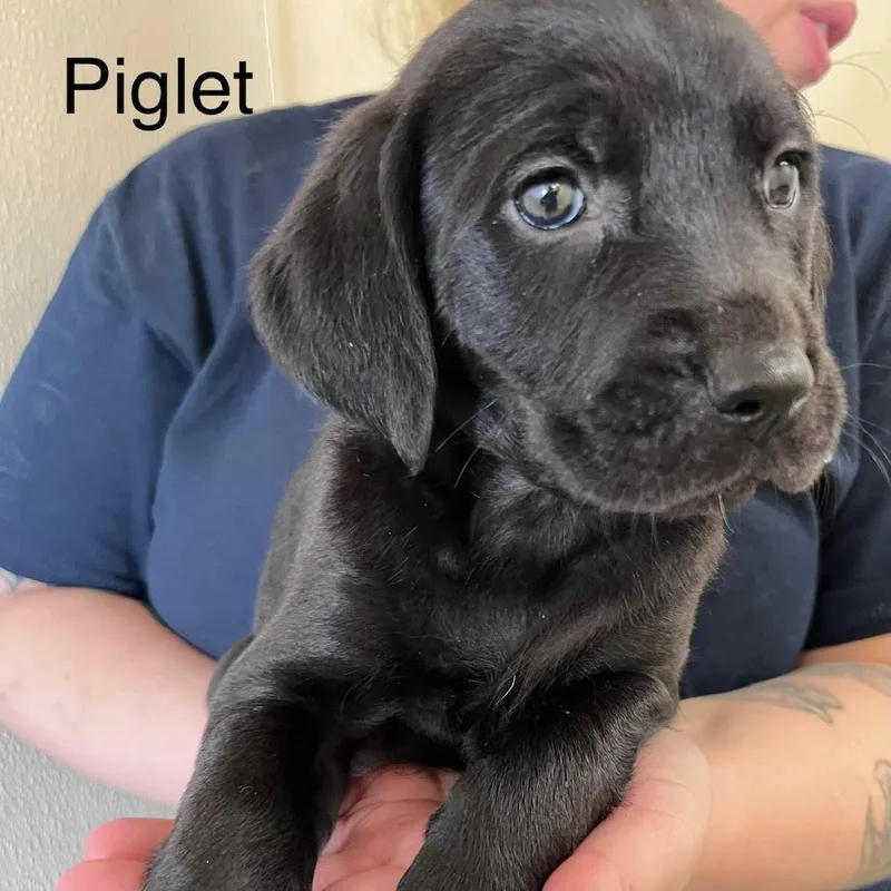 A baby medium-sized female Black Labrador Retriever dog named Piglet @ Prison Program for adoption in West Jefferson, OH
