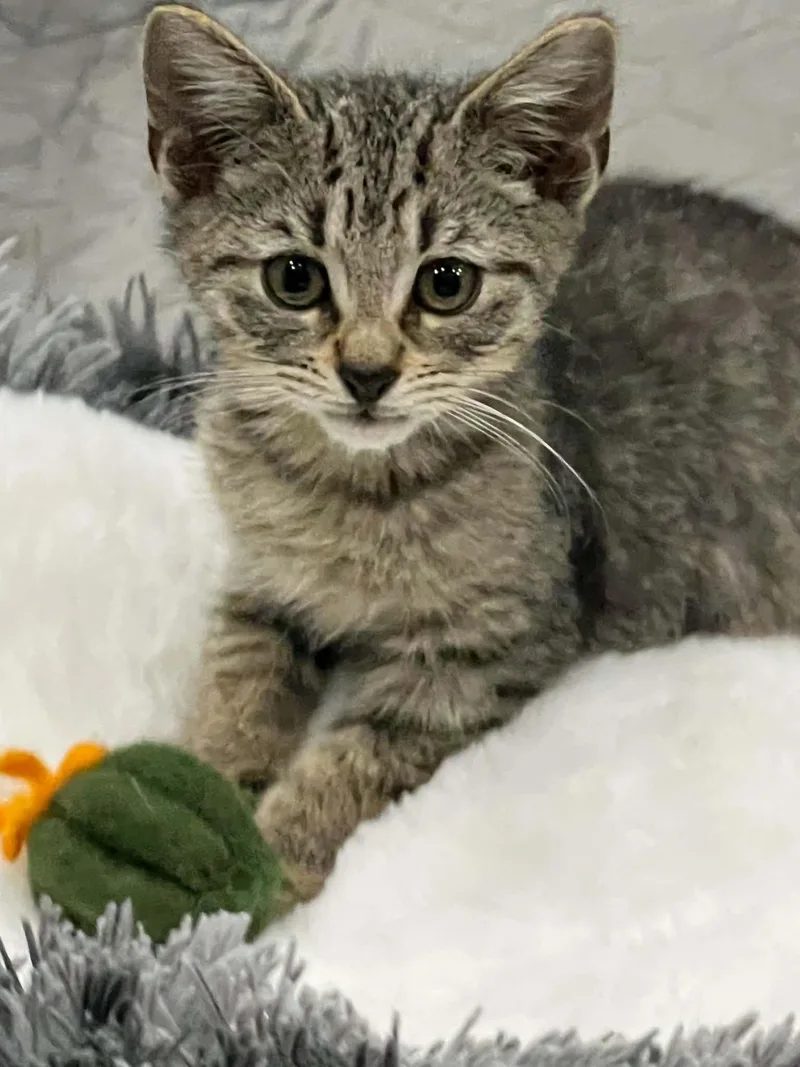 A baby medium-sized male Domestic Short Hair cat named Joker for adoption in Newark, NJ