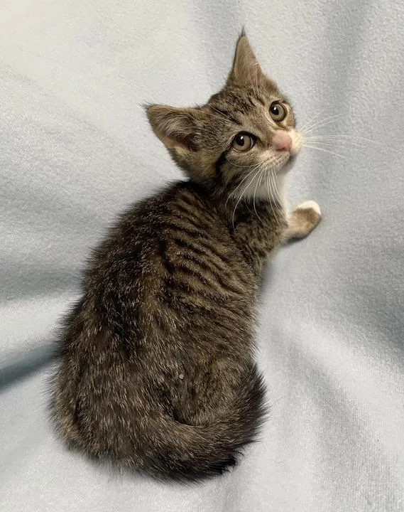A baby small-sized female Domestic Short Hair cat named Neptune for adoption in Jackson, MI