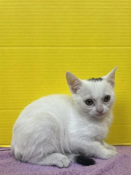 A baby small-sized female Domestic Short Hair cat named Giselle for adoption in Houston, TX